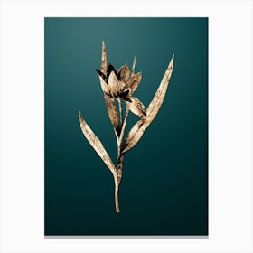 Gold Botanical Tulipa Oculus Colis on Dark Teal n.4659 Canvas Print
