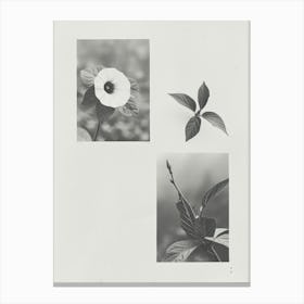 Morning Glory Flower Photo Collage 2 Canvas Print
