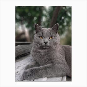 British Shorthair Cat Canvas Print