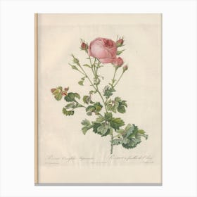 Rose Illustration, Pierre Joseph Redoute (61) Canvas Print