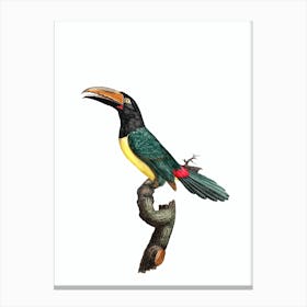 Vintage Green Aracari Toucan Bird Illustration on Pure White 1 Canvas Print