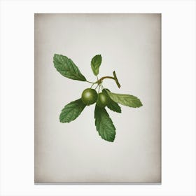 Vintage Crabapple Botanical on Parchment n.0159 Canvas Print