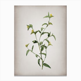 Vintage Commelina Africana Botanical on Parchment Canvas Print