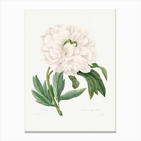 Peony From Choix Des Plus Belles Fleurs, Pierre Joseph Redouté Canvas Print