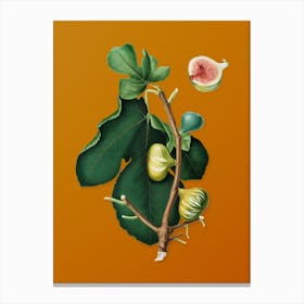 Vintage White Peel Fig Botanical on Sunset Orange n.0563 Canvas Print
