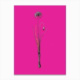 Vintage Autumn Onion Black and White Gold Leaf Floral Art on Hot Pink n.0962 Canvas Print