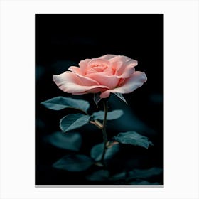 Pink Rose On Black Background 68 Canvas Print