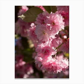 Pink blossoms of an ornamental cherry in spring 3 Canvas Print