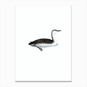 Vintage Red-Thoated Loon Bird Illustration on Pure White n.0141 Canvas Print