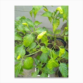 Chilli Pepper Plant Toile