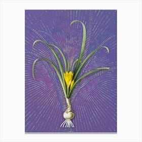 Vintage Yellow Autumn Crocus Botanical Illustration on Veri Peri n.0387 Canvas Print