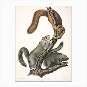 Cat Squirrel, John James Audubon Canvas Print