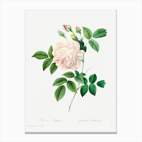 White Rose, Pierre Joseph Redoute 1 Canvas Print
