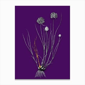 Vintage Allium Globosum Black and White Gold Leaf Floral Art on Deep Violet n.0295 Canvas Print