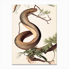 Brown Tree Snake 1 Vintage Canvas Print