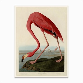 American Flamingo Canvas Print