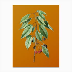 Vintage Wild Cherry Botanical on Sunset Orange n.0965 Canvas Print