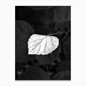 White Leaf BW Canvas Print