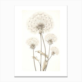 Dandelions Flower Vintage Botanical 3 Canvas Print