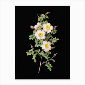 Vintage Thornless Burnet Rose Botanical Illustration on Solid Black n.0070 Canvas Print