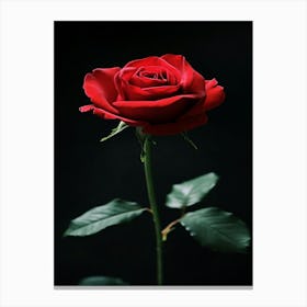 Red Rose 56 Canvas Print