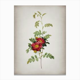Vintage Alpine Rose Botanical on Parchment n.0100 Canvas Print
