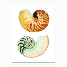 Nautilus Shells Canvas Print