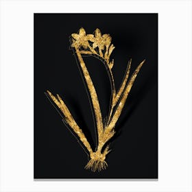 Vintage Gladiolus Cardinalis Botanical in Gold on Black Canvas Print