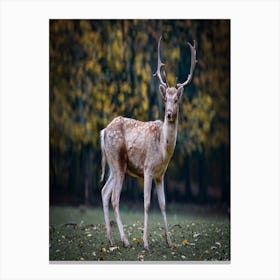 Deer In The Forest Canvas Print