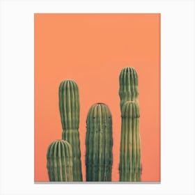 Cactus 15 Canvas Print