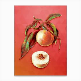 Vintage Peach Botanical Art on Fiery Red n.1265 Canvas Print