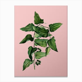 Vintage Common Smilax Botanical on Soft Pink n.0046 Canvas Print