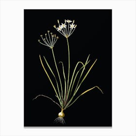 Vintage Allium Straitum Botanical Illustration on Solid Black n.0046 Canvas Print