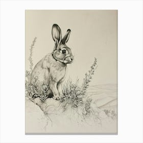 Polish Rabbit Drawing 3 Canvas Print