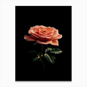 Peach Rose 15 Canvas Print