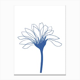 Chrysanthemum 5 Canvas Print