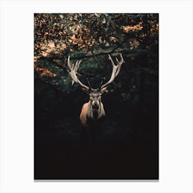Red Stag In Forest Canvas Print