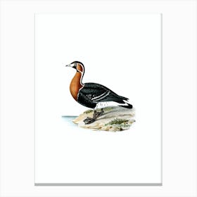 Vintage Red Breasted Goose Bird Illustration on Pure White Canvas Print