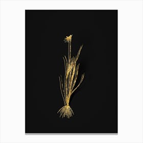 Vintage Narrow leaf Blue eyed grass Botanical in Gold on Black n.0459 Canvas Print