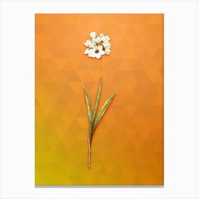 Vintage Ixia Maculata Botanical Art on Tangelo n.0001 Canvas Print