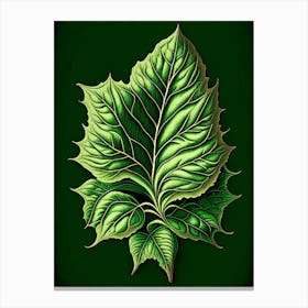 Basil Leaf Vintage Botanical 2 Canvas Print