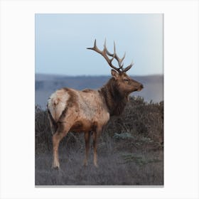 Majestic Elk Scenery Canvas Print