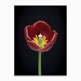 Tulip Canvas Print