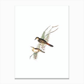 Vintage Rufous Tinted Songlark Bird Illustration on Pure White Canvas Print