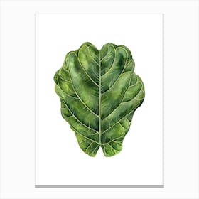 Fiddle Leaf Fig Canvas Print