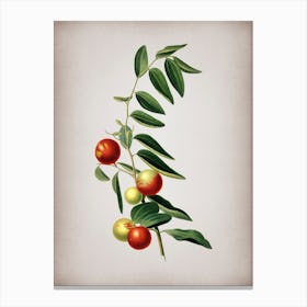 Vintage Chinese Jujube Botanical on Parchment n.0678 Canvas Print