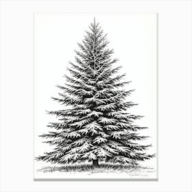 Fir Tree Pencil Sketch Ultra Detailed 4 Canvas Print