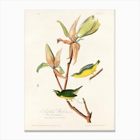 Kentucky Warbler, Birds Of America, John James Audubon Canvas Print