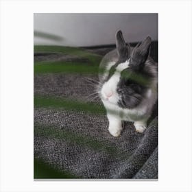 Rabbit On A Rug Canvas Print