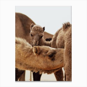 Mom and Baby 1 - Al Wathba Abu Dhabi UAE camel photo print - moody animal photography Art Print Canvas Print